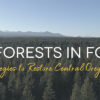 Working Together to Restore our Forests