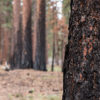 Why Prescribed Fire Matters: Healthier forests. Safer communities